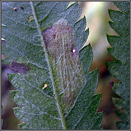 Phyllonorycter sorbi