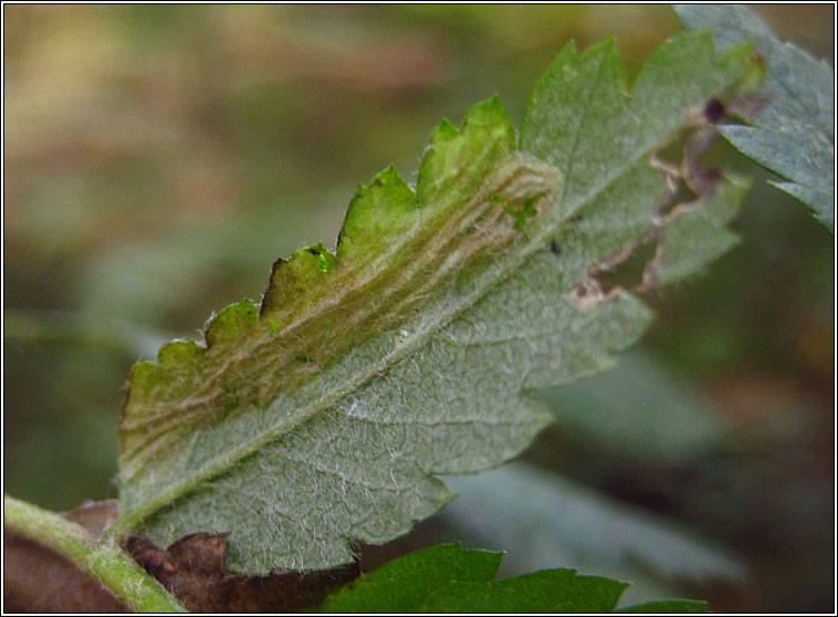 Phyllonorycter sorbi