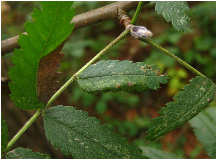 Phyllonorycter sorbi