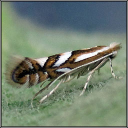 Phyllonorycter blancardella