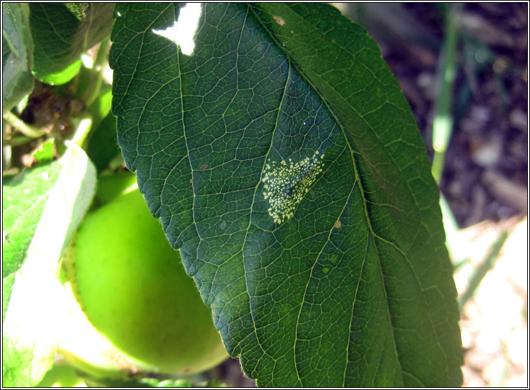 Phyllonorycter blancardella