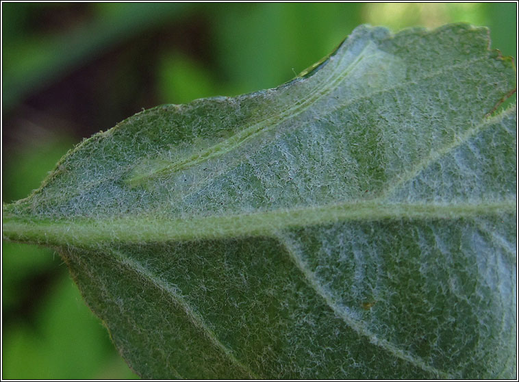 Phyllonorycter blancardella