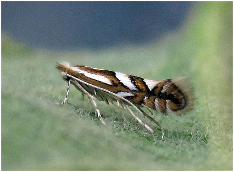 Phyllonorycter blancardella