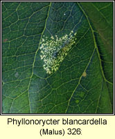 Phyllonorycter blancardella