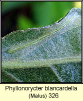 Phyllonorycter blancardella