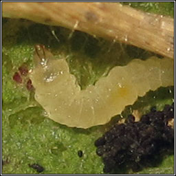 Phyllonorycter spinicolella