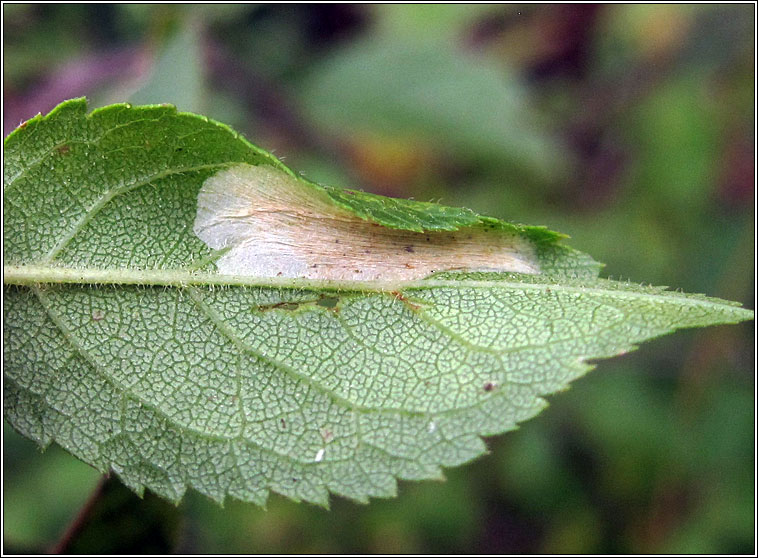 Phyllonorycter spinicolella