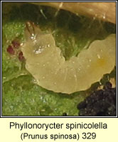 Phyllonorycter spinicolella