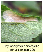 Phyllonorycter spinicolella