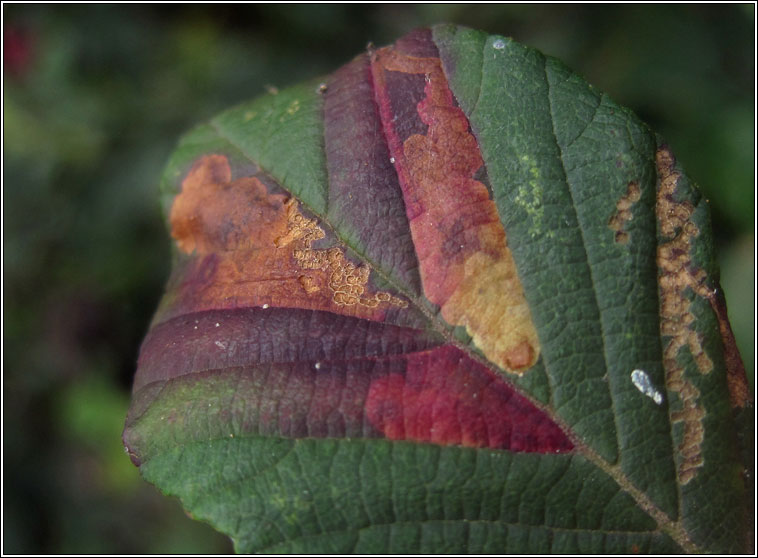 Ectoedemia erythrogenella