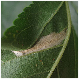 Phyllonorycter cerasicolella