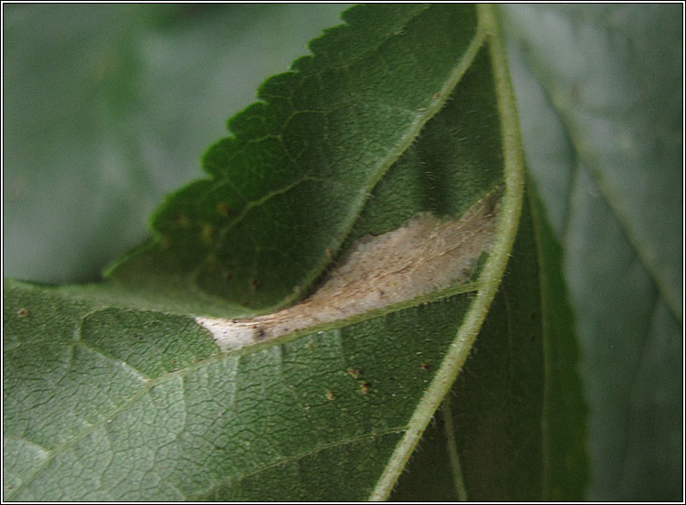 Phyllonorycter cerasicolella