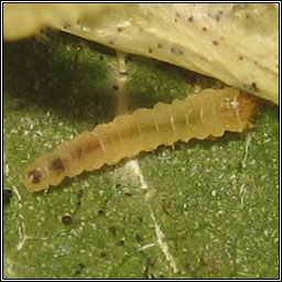 Phyllonorycter lantanella