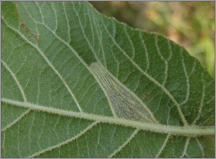 Phyllonorycter lantanella