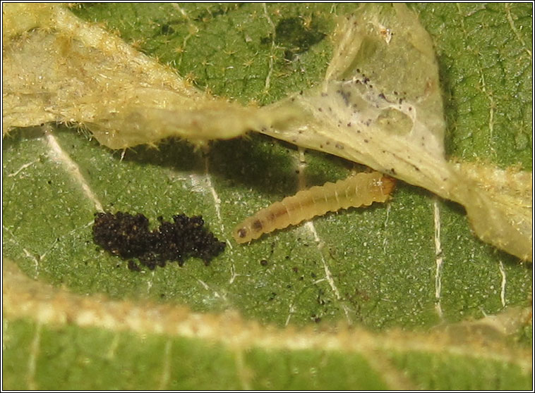 Phyllonorycter lantanella