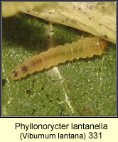 Phyllonorycter lantanella