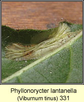 Phyllonorycter lantanella