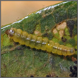 Phyllonorycter corylifoliella