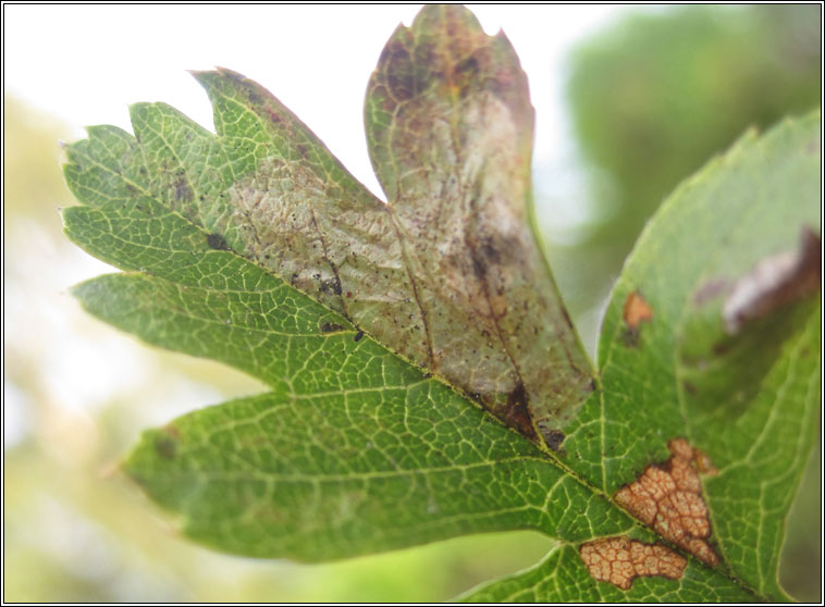 Phyllonorycter corylifoliella