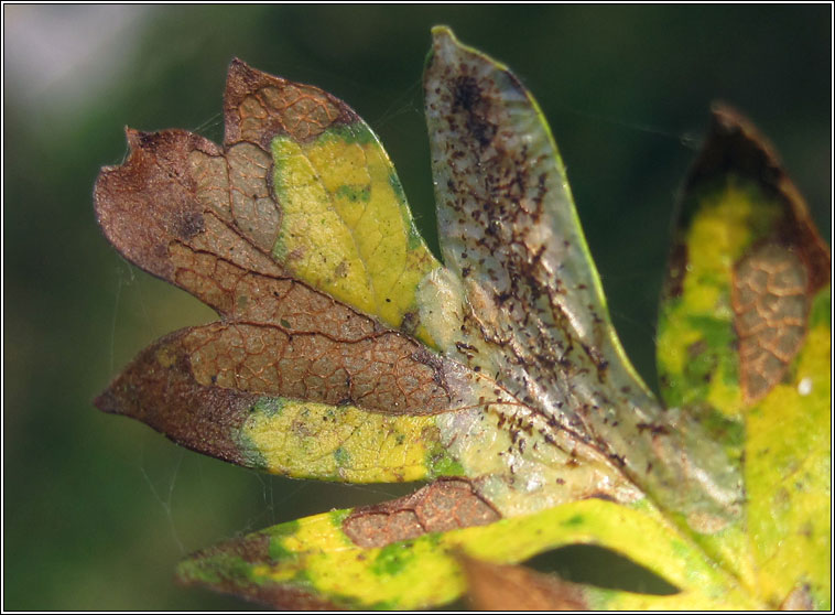 Phyllonorycter corylifoliella