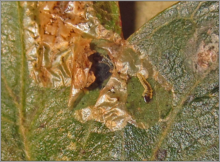 Phyllonorycter corylifoliella