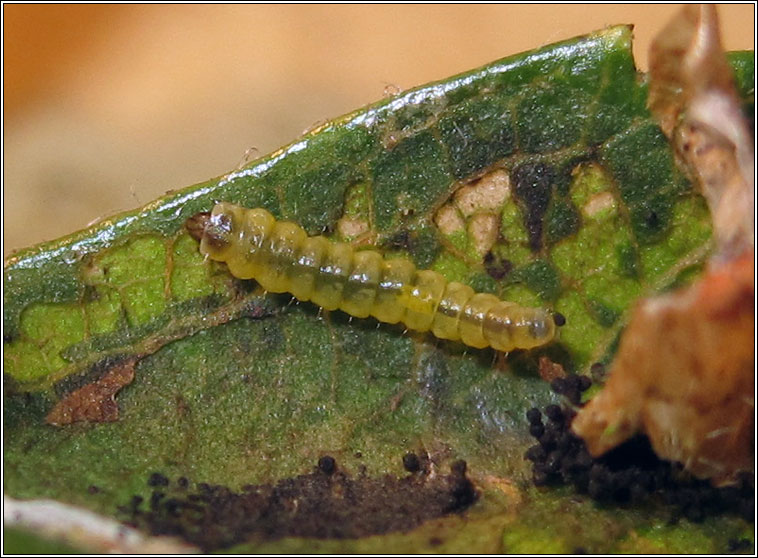 Phyllonorycter corylifoliella