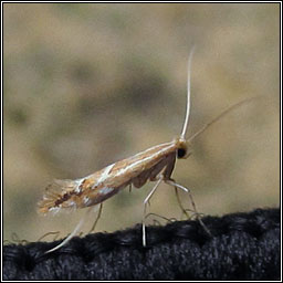 Firethorn Leaf Miner, Phyllonorycter leucographella