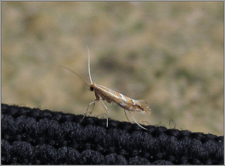 Firethorn Leaf Miner, Phyllonorycter leucographella