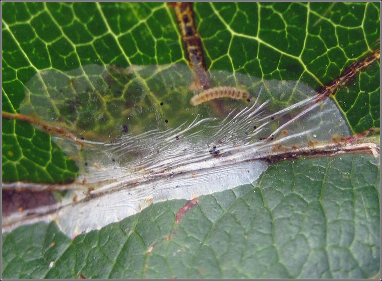 Firethorn Leaf Miner, Phyllonorycter leucographella