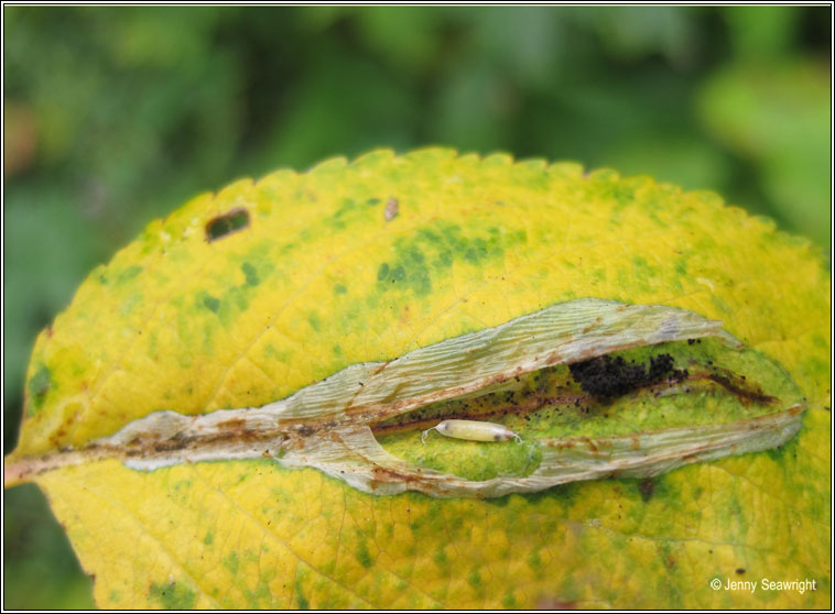 Firethorn Leaf Miner, Phyllonorycter leucographella