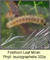 Firethorn Leaf Miner, Phyllonorycter leucographella