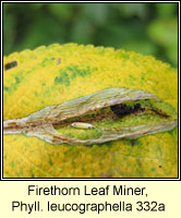 Firethorn Leaf Miner, Phyllonorycter leucographella