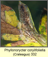 Phyllonorycter corylifoliella