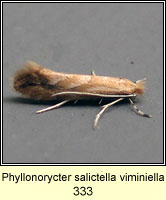 Phyllonorycter salictella viminiella