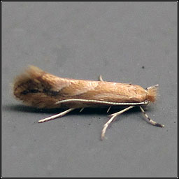 Phyllonorycter viminiella