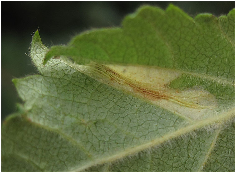 Phyllonorycter cavella