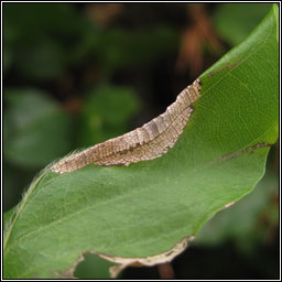 Phyllonorycter maestingella