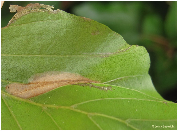 Phyllonorycter maestingella