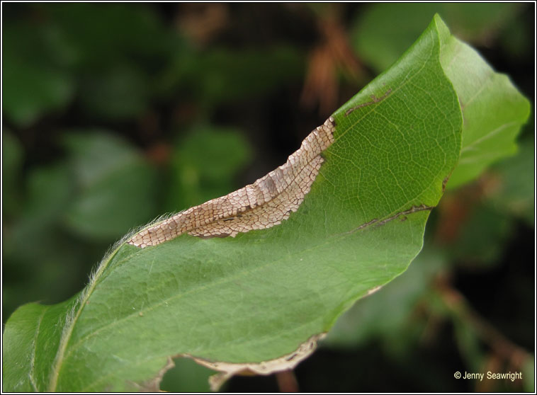 Phyllonorycter maestingella