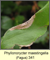 Phyllonorycter maestingella (leaf mine)