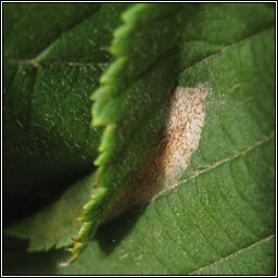 Phyllonorycter coryli