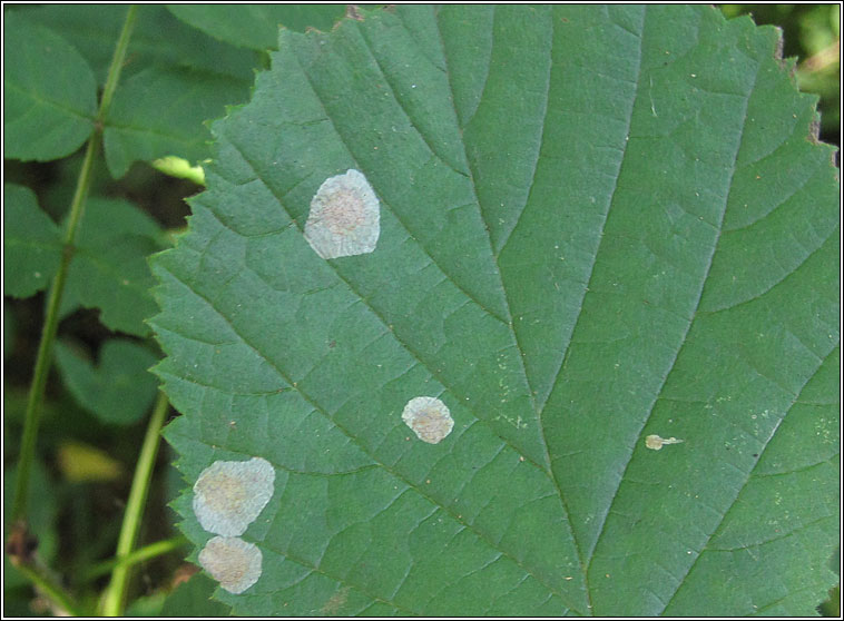 Phyllonorycter coryli