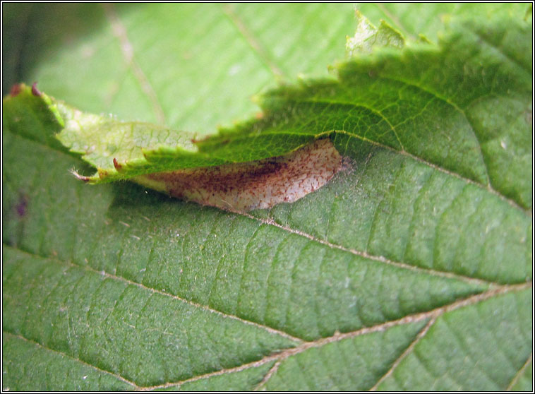 Phyllonorycter coryli