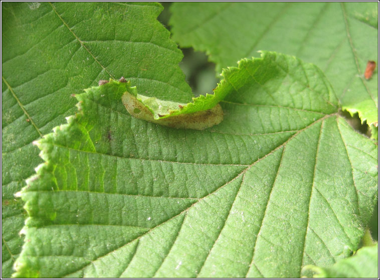 Phyllonorycter coryli