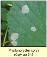 Phyllonorycter coryli