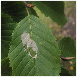 Phyllonorycter esperella