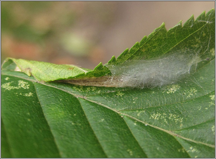 Phyllonorycter esperella