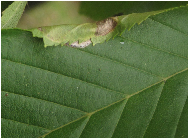 Phyllonorycter esperella