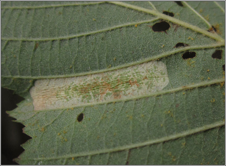 Phyllonorycter strigulatella