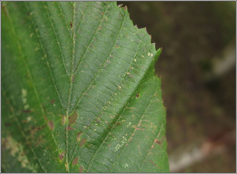 Phyllonorycter strigulatella